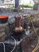 Les pratiques de culture des lavandes dans les Alpes-de-Haute-Provence