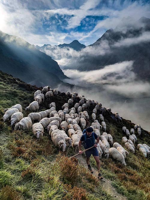 Transhumance