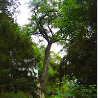 Pèlerinage de la chapelle perchée du Bas-Caumont