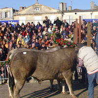 Promenade des boeufs gras de Bazas