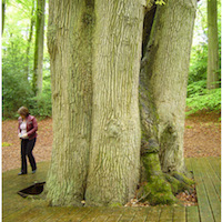 Forêt de Brotonne