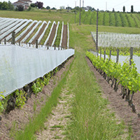 La culture du raisin chasselas de Moissac