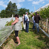 La culture du raisin chasselas de Moissac