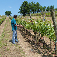 La culture du raisin chasselas de Moissac