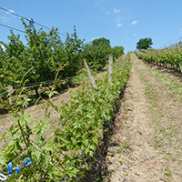 La culture du raisin chasselas de Moissac