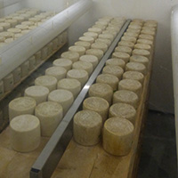 La fabrication du fromage de Salers