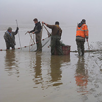 La pêche des poissons d’eau douce dans les étangs de la Dombes