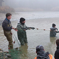 La pêche des poissons d’eau douce dans les étangs de la Dombes