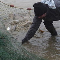 La pêche des poissons d’eau douce dans les étangs de la Dombes