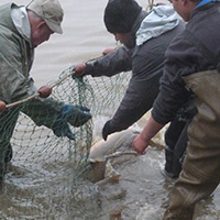 La pêche des poissons d’eau douce dans les étangs de la Dombes