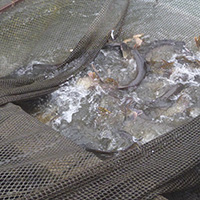 La pêche des poissons d’eau douce dans les étangs de la Dombes