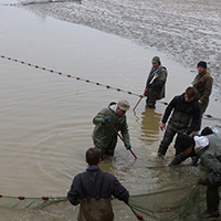 La pêche des poissons d’eau douce dans les étangs de la Dombes