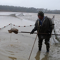 La pêche des poissons d’eau douce dans les étangs de la Dombes