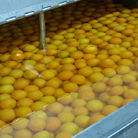 La fabrication des fruits confits d'Apt