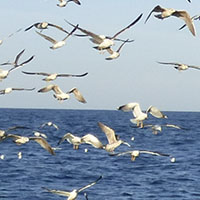 La pêche à la sardine de Saint-Gilles-Croix-de-Vie