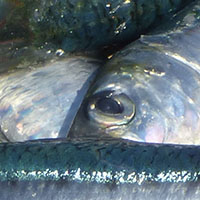 La pêche à la sardine de Saint-Gilles-Croix-de-Vie