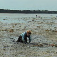 La pêche à la palourde dans le golfe du Morbihan