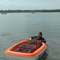 La pêche à la palourde dans le golfe du Morbihan