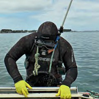 La pêche à la palourde dans le golfe du Morbihan