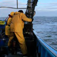 La pêche à la palourde dans le golfe du Morbihan