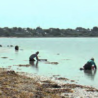 La pêche à la palourde dans le golfe du Morbihan