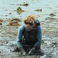 La pêche à la palourde dans le golfe du Morbihan