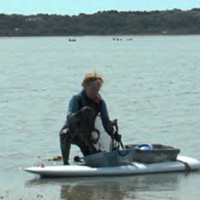 La pêche à la palourde dans le golfe du Morbihan