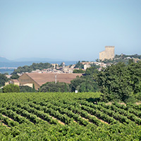 L'élaboration du vin de Châteauneuf-du-Pape