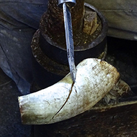 La fabrication de peignes de toilette en corne naturelle en Pays d’Olmes (Ariège)