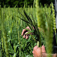 La panification traditionnelle, ou le faire au four, dans le massif des Bauges