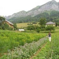 Les savoirs de la cueillette dans le massif des Bauges