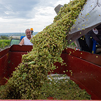 Les savoir-faire de l’élaboration du cognac