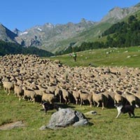 Les pratiques et savoir-faire de la transhumance en France