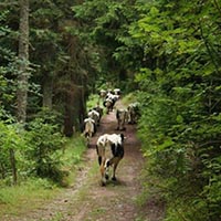 Les pratiques et savoir-faire de la transhumance en France