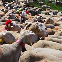 Les pratiques et savoir-faire de la transhumance en France