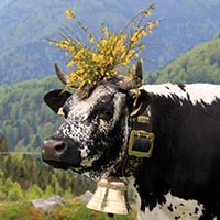 Les pratiques et savoir-faire de la transhumance en France