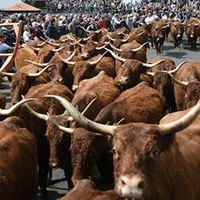 Les pratiques et savoir-faire de la transhumance en France