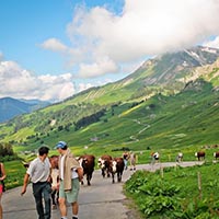 Les pratiques et savoir-faire de la transhumance en France