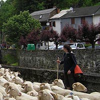Les pratiques et savoir-faire de la transhumance en France