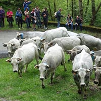 Les pratiques et savoir-faire de la transhumance en France