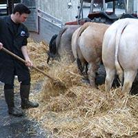 La tradition des boeufs gras à Bayonne