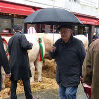 La tradition des boeufs gras à Bayonne