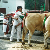 La tradition des boeufs gras à Bayonne