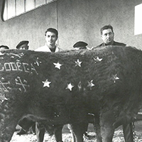 La tradition des boeufs gras à Bayonne