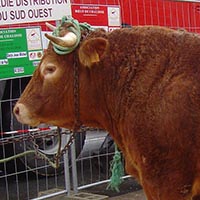 La tradition des boeufs gras à Bayonne