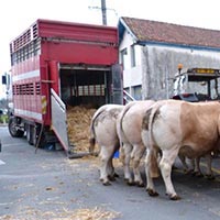 La tradition des boeufs gras à Bayonne