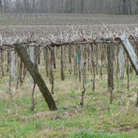 L'élaboration de l'eau-de-vie d'Armagnac