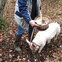 La culture de la truffe noire du Quercy à Lalbenque