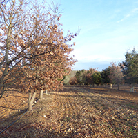 La culture de la truffe noire du Quercy à Lalbenque