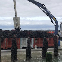 La culture des moules de bouchot à Pénestin